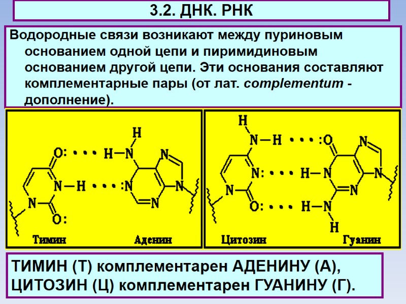 3.2. ДНК. РНК Водородные связи возникают между пуриновым основанием одной цепи и пиримидиновым основанием
